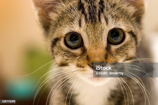 Neugierige Katzenjunges Stockfoto und mehr Bilder von Domestizierte Tiere - Domestizierte Tiere, Fotografie, Grausam