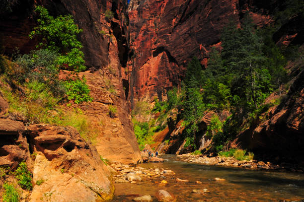 Tourists hiking the Narrows of the Virgin River Tourists hiking through the Narrows of the Virgin River on a late summer morning, Zion National Park, Utah, Southwest USA virgin river stock pictures, royalty-free photos & images