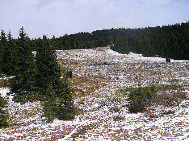 istock Pine trees on mountain field in winter 139711244