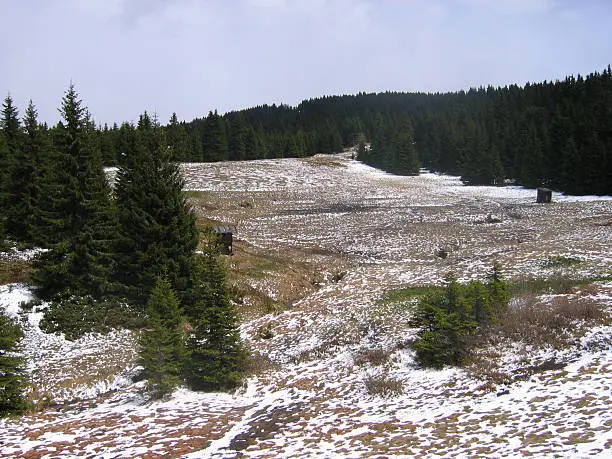 Pine trees on mountain field in winter