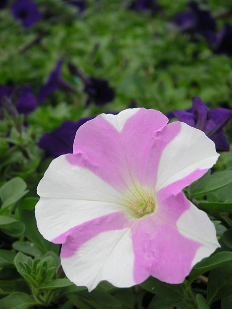 Hybrid White & Pink/Purple Flower stock photo