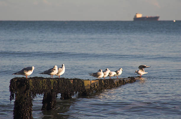istock Seagulls on groyne  in sea with boat behind 139711395