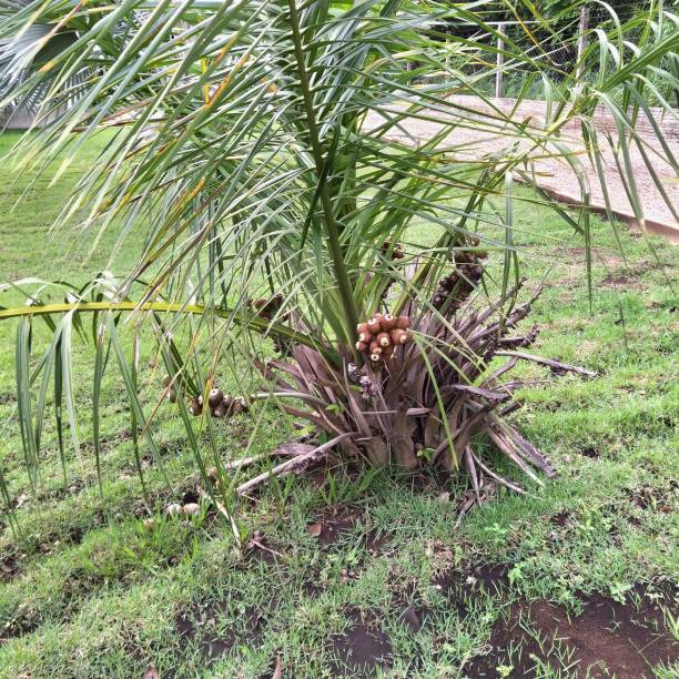 botanical plantae family Arecaceae palm tree babassu fruit plant - attalea ssp.