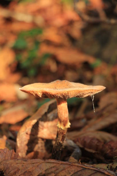 istock Big mushroom in the autumn 1397114193