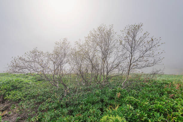 drzewa w górach w mglisty jesienny dzień. - sochi hill tree wet zdjęcia i obrazy z banku zdjęć