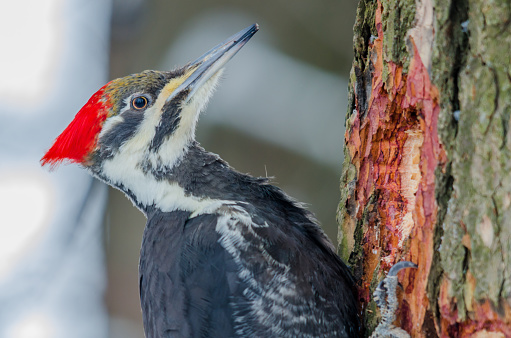 A pileated woodpecker is seen making a nest in a tree trunk.  The woodpecker has a bright red crest on its head.  The bird is the same size as a pigeon.  It is large for a woodpecker.  In this photograph, the wild bird is making a hole in a tree to be used for nesting.  The blue sky can be seen in the background.  This bird is found in the Costa Rica rainforest.