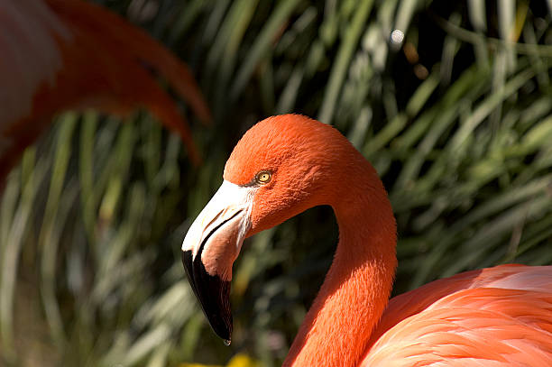 Flamingo stock photo