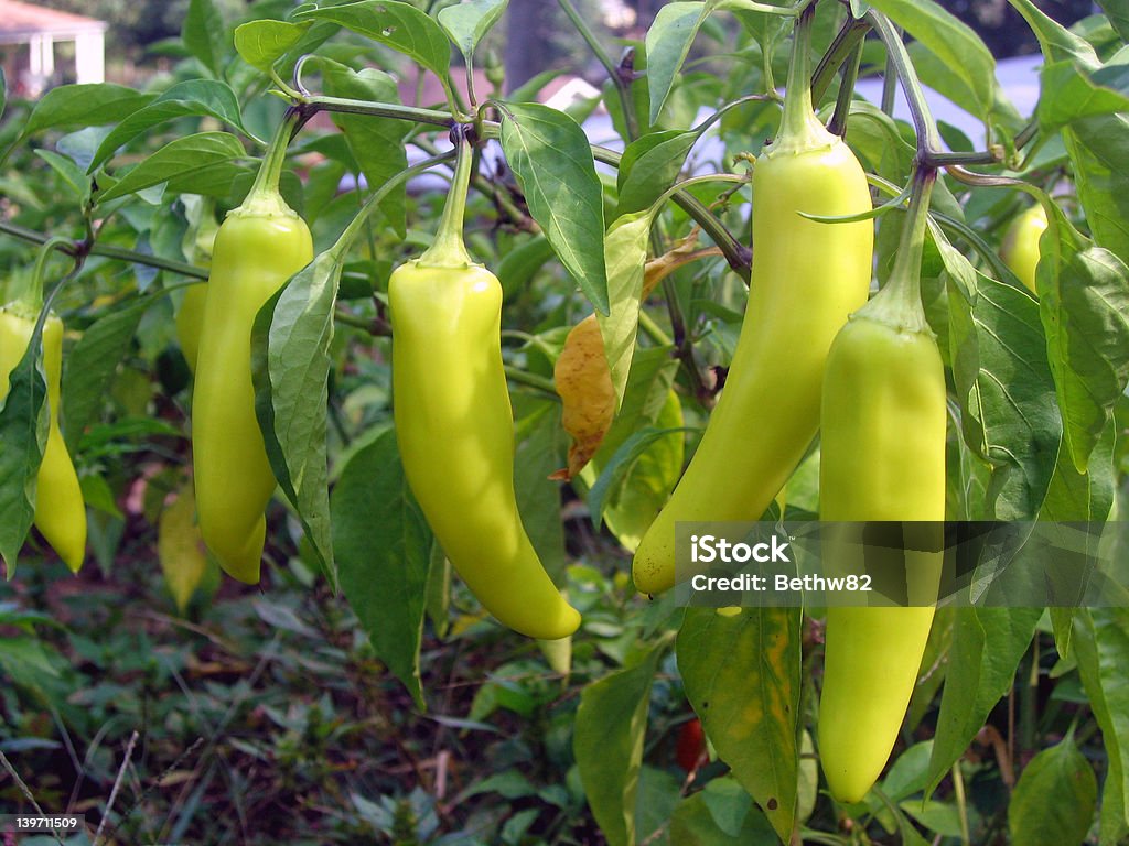 banana peppers - Royalty-free Pimenta banana Foto de stock