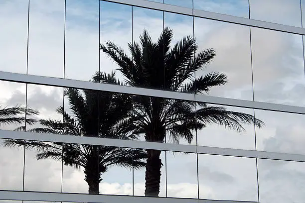 Photo of Palm tree reflection