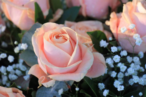 istock Pink roses and gypsophila 1397115217