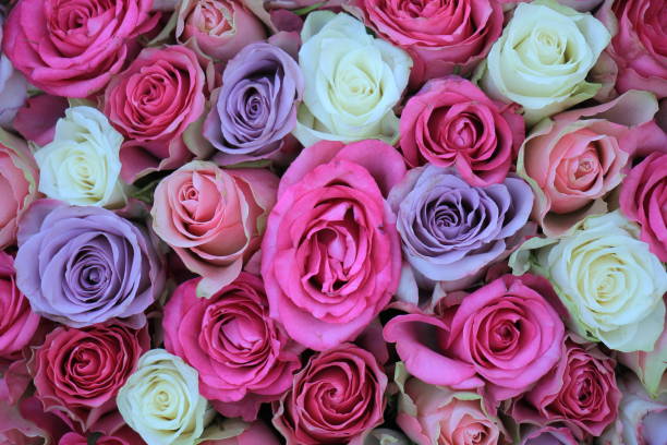 istock pink and purple mixed wedding roses 1397115221