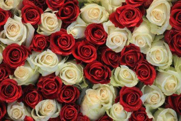 istock Group of red and white roses 1397115796