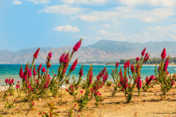 rote blumen an der meeresküste in der nähe von polis, zypern - cypriot culture stock-fotos und bilder