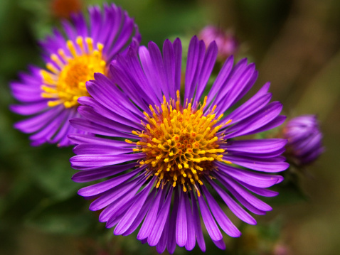 Purple aster (Symphyotrichum sp.) flowers in bloom in autumn.