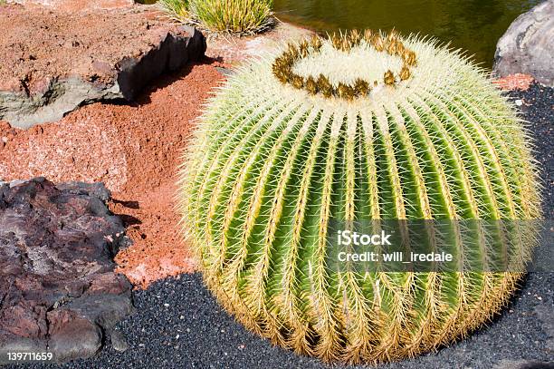 Foto de Cactos Globosos e mais fotos de stock de Cacto - Cacto, Clima árido, Deserto