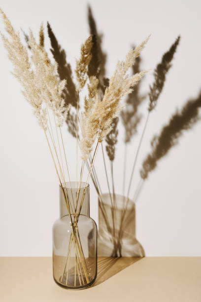 istock Pampas grass branches in vase on pastel neutral beige background with sun light and trendy shadow. Reeds foliage. Modern interior design concept. 1397117176
