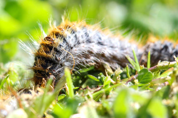 istock pine processionary (processionary) caterpillars (caterpillar) in the green grass (green lawn) in the flock close up (macro) - (thaumetopoea pityocampa) 1397117341