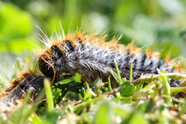 istock pine processionary (processionary) caterpillars (caterpillar) in the green grass (green lawn) in the flock close up (macro) - (thaumetopoea pityocampa) 1397117343