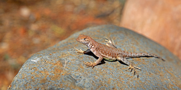 earless lizard on a rock, Sedona AZ, note the toes are off the rock