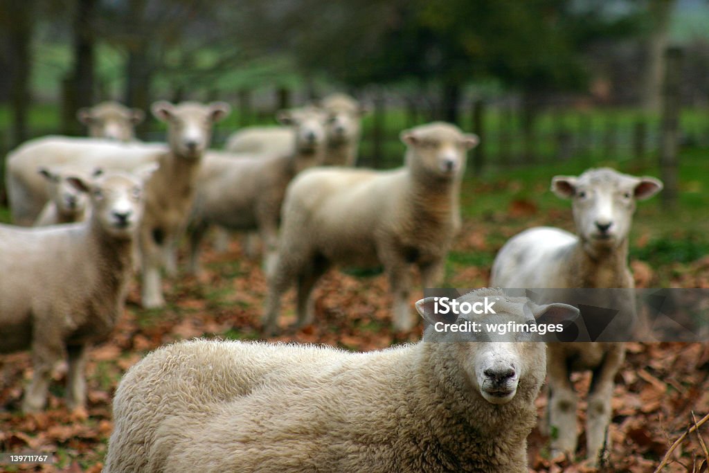 Ovelhas - Foto de stock de Agricultura royalty-free