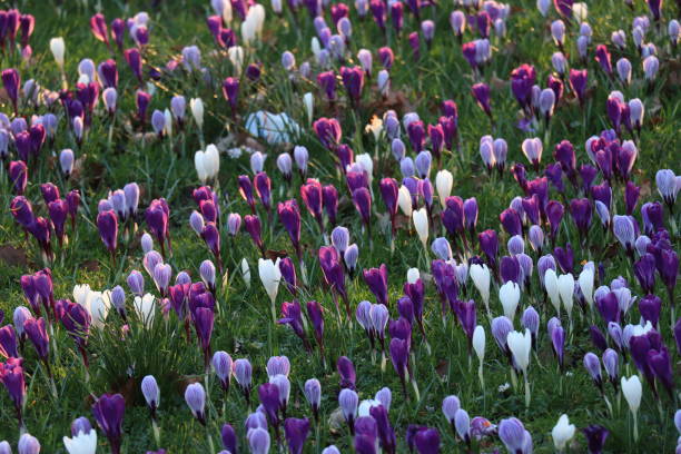 istock purple and white crocuses in a field 1397118108