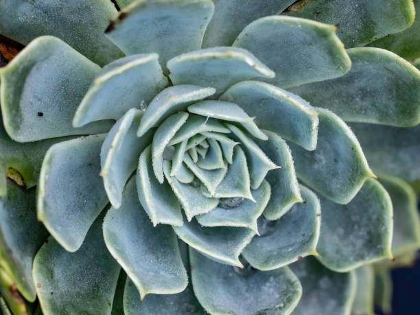 istock Close up of cacti plants 1397118153