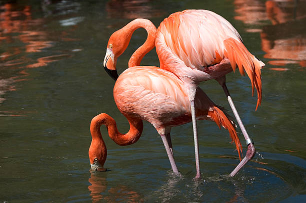 Flamingo mating stock photo