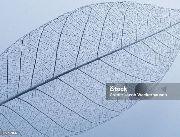 Foglia Con Fiore - Fotografie stock e altre immagini di Albero - Albero, Ambiente, Assenza