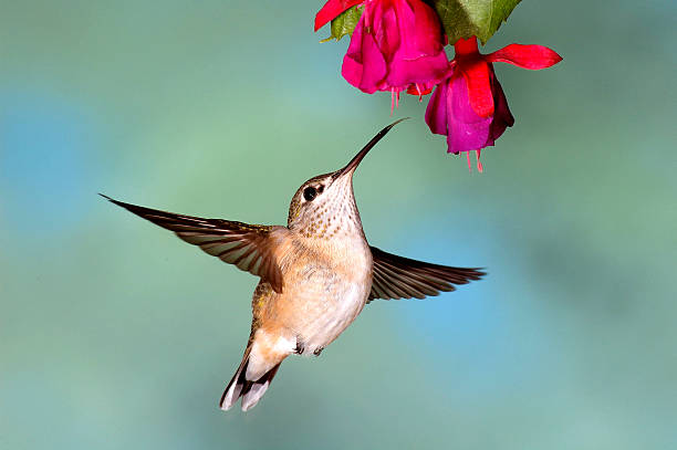 istock Female Black-Chinned Hummingbird (Archilochus alexandri) 139712076