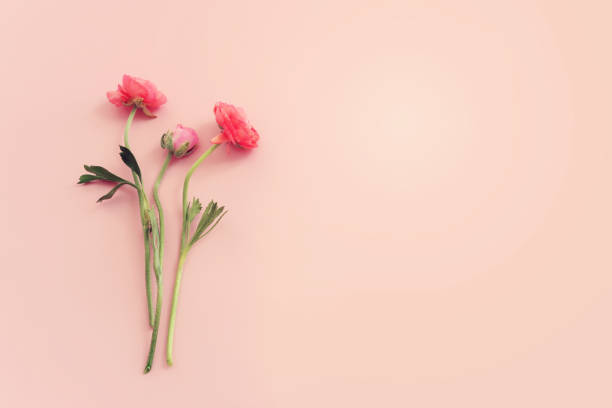 istock Top view image of pink flowers composition over pastel background 1397121446