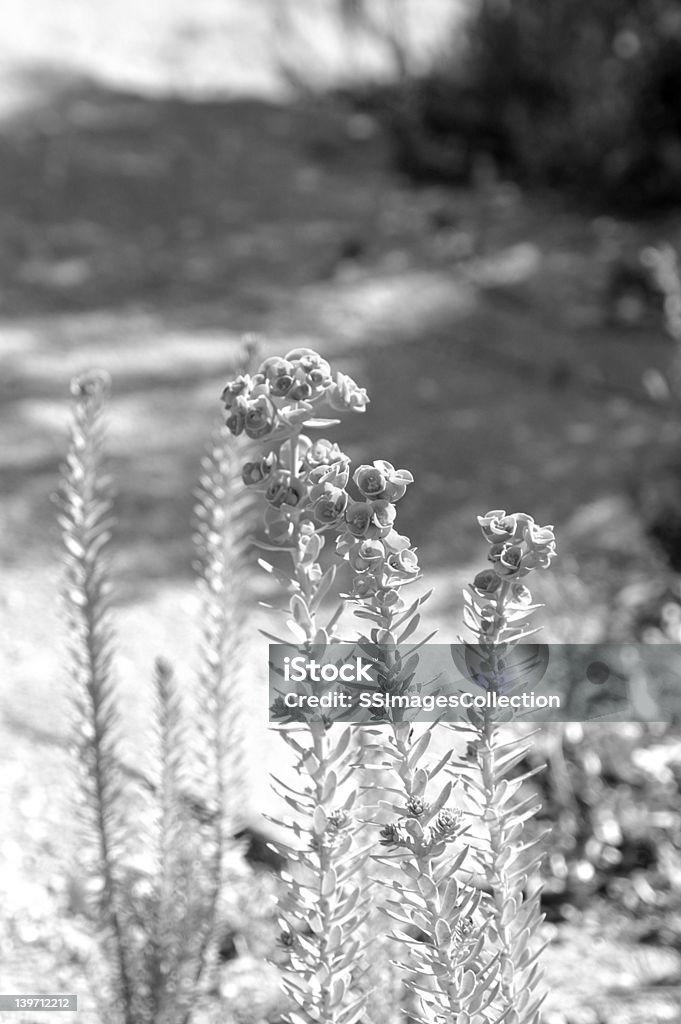 Plant en noir & blanc - Photo de Animaux de safari libre de droits