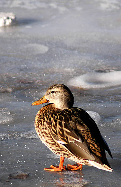 duck on ice stock photo