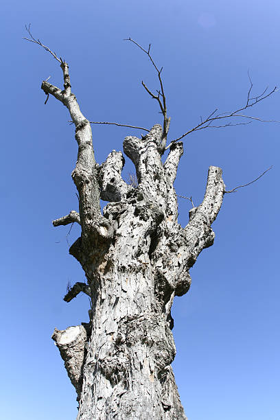 Arbre noueux - Photo