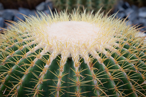 Golden Barrel Cactus (Echinocactus grusonii) has thorns and shapes.
Beautiful and popular to be planted for decoration because it is easy to raise.
