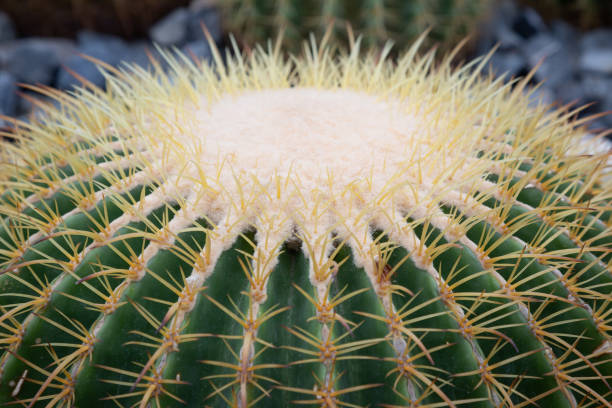 golden barrel cactus (echinocactus grusonii) tem espinhos e formas. bonito e popular a ser plantado - grusonii - fotografias e filmes do acervo