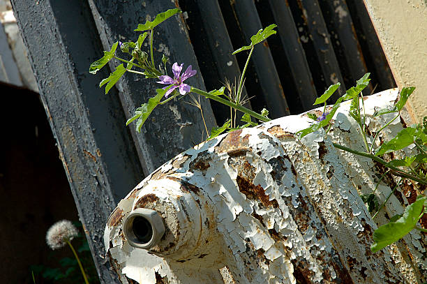 vita e morte-parte 1 - radiator old flower destruction foto e immagini stock