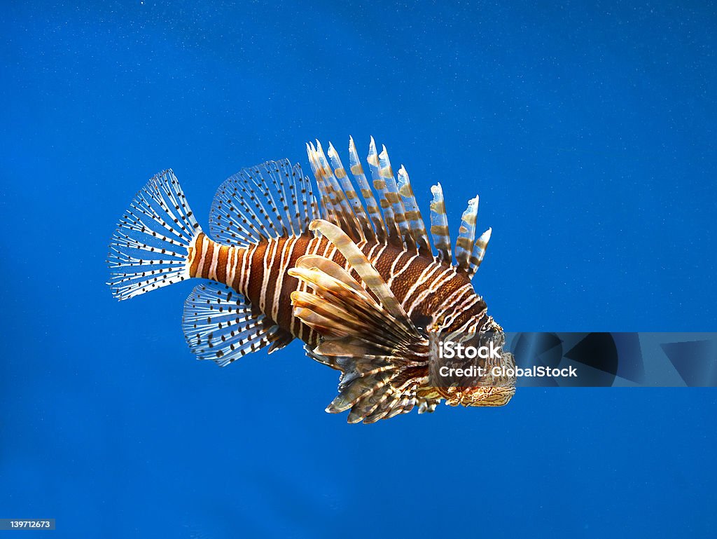 D'étrange poisson - Photo de Animaux à l'état sauvage libre de droits