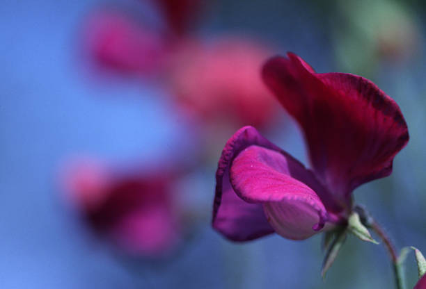 Romantic cupani  Sweetpea Flower stock photo