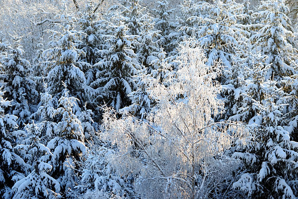 Snowy trees stock photo