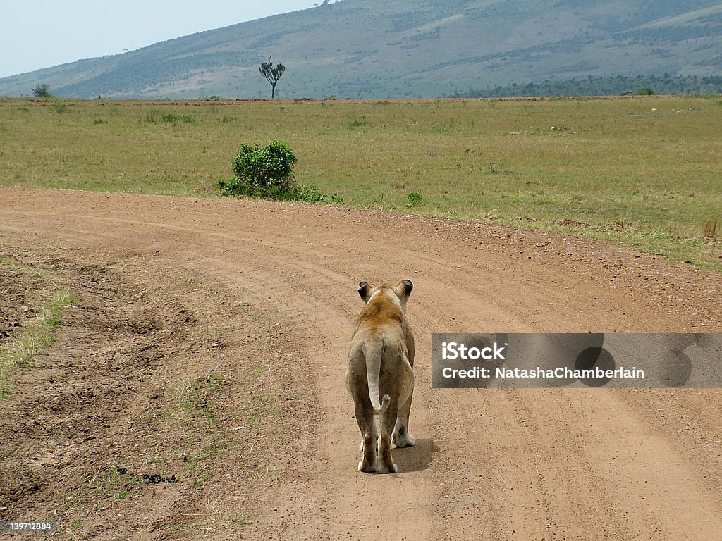 Leona en un largo camino - Foto de stock de Detrás libre de derechos