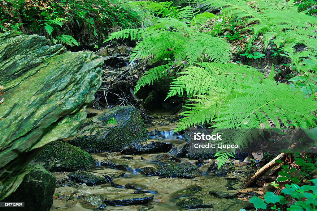 Brook nella foresta con alcune Felce accanto a essa - Foto stock royalty-free di Acqua