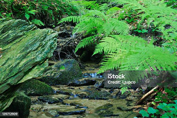 Brook Nella Foresta Con Alcune Felce Accanto A Essa - Fotografie stock e altre immagini di Acqua