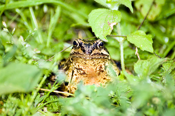 froggy frogger#2 해당 - frogger 뉴스 사진 이미지