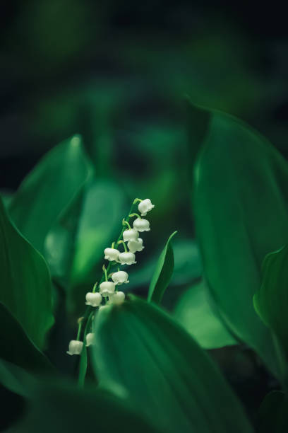 lily of the valley