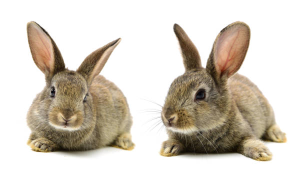 lapin - rabbit hairy gray animal photos et images de collection