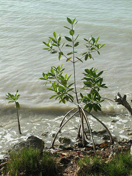 Mangrove tree stock photo