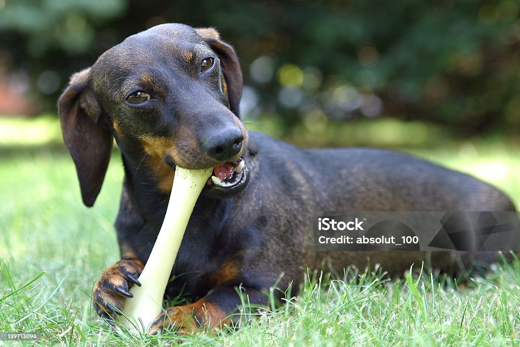 Se mordre les os - Photo de Chien libre de droits