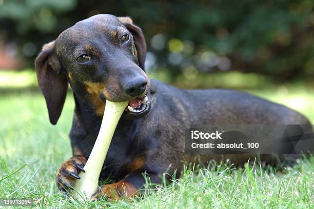 Foto de Mordendo Osso e mais fotos de stock de Cão - Cão, Morder, Osso de Cachorro