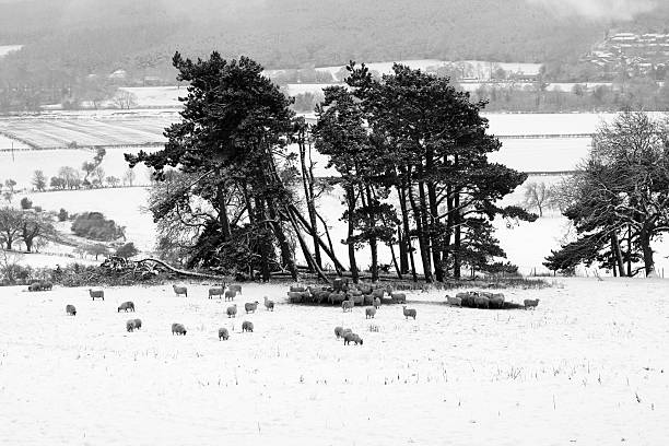 Farmer leaves feed for his Flock of Sheep as Dusk falls with a blizzard blowing on, with The Market Town of Hexham in Northumberland, England in background