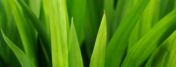 이 친환경 잔디 - chlorophyll tranquil scene summer blade of grass 뉴스 사진 이미지